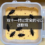 双十一付过定金的可以退款吗(图2) 双十一付过定金的可以退款吗(图2)