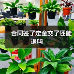 合同签了定金交了还能退吗（图3）