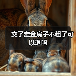 交了定金房子不租了可以退吗（图2）