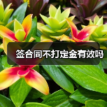 签合同不打定金有效吗（图3）