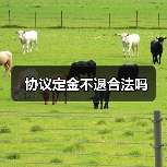 协议定金不退合法吗(图3) 协议定金不退合法吗(图3)