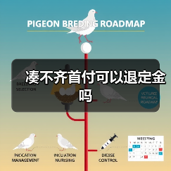 凑不齐首付可以退定金吗(图2) 凑不齐首付可以退定金吗(图2)