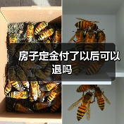 房子定金付了以后可以退吗（图4）